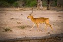 119 Zambia, South Luangwa NP, puku